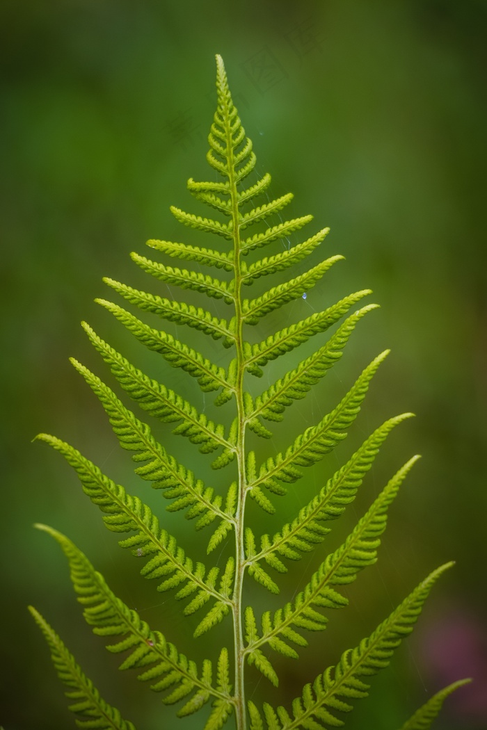 蕨类，植物，绿色，光合作用，叶子，自然