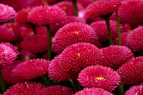 Enorma雏菊，红色，肚子，花草甸，性质