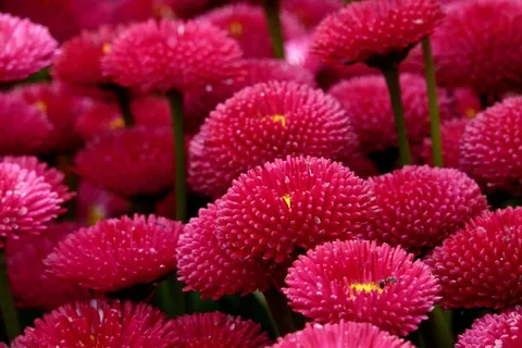 Enorma雏菊，红色，肚子，花草甸，性质