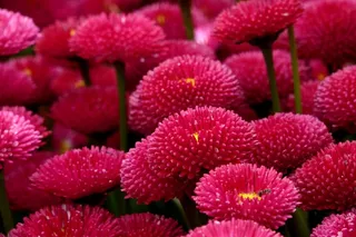 Enorma雏菊，红色，肚子，花草甸，性质