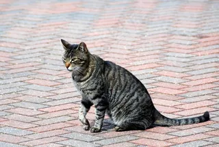 猫，动物，猫的，街，人行道，道路，国内