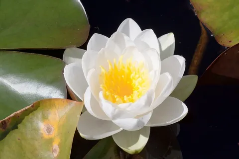 睡莲,睡莲,玫瑰湖,水生植物 睡莲,睡莲,玫瑰湖,水生植物