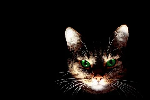 猫,短发,宠物,哺乳动物,肖像,毛皮,食肉动物 猫,短发,宠物,哺乳动物,肖像,毛皮,食肉动物