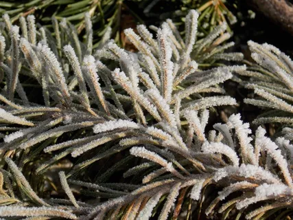 松，树，松树，圣诞节，枝杈，冷杉，假期