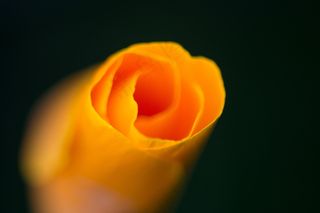 玩具,黄玫瑰,郁金香,黄色的玫瑰,花卉,黄玫瑰的有所