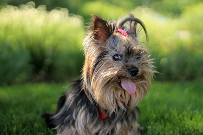 小猎犬，狗，可爱，小狗，宠物，犬，舌头，动物
