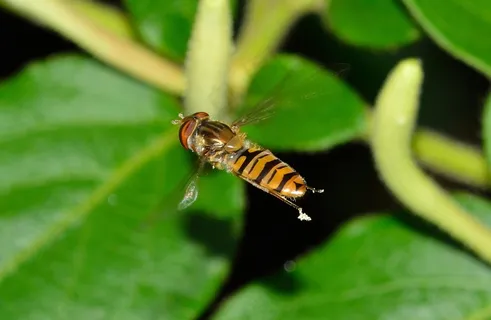 昆虫,盐水飞,上s,Balteatus,飞行 昆虫,盐水飞,上s,Balteatus,飞行