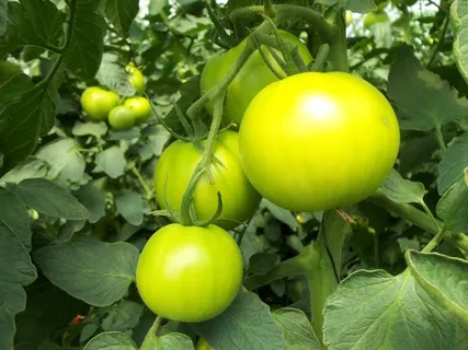 西红柿,绿色,蔬菜,水果,叶子,温室 西红柿,绿色,蔬菜,水果,叶子,温室