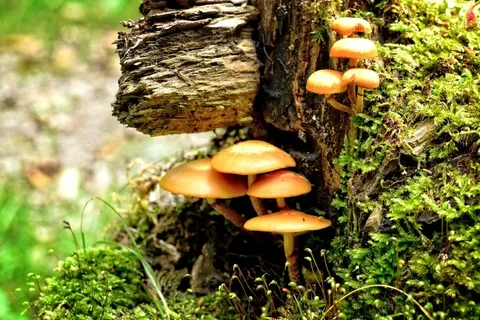 树菌,蘑菇,森林,自然,森林地板 树菌,蘑菇,森林,自然,森林地板