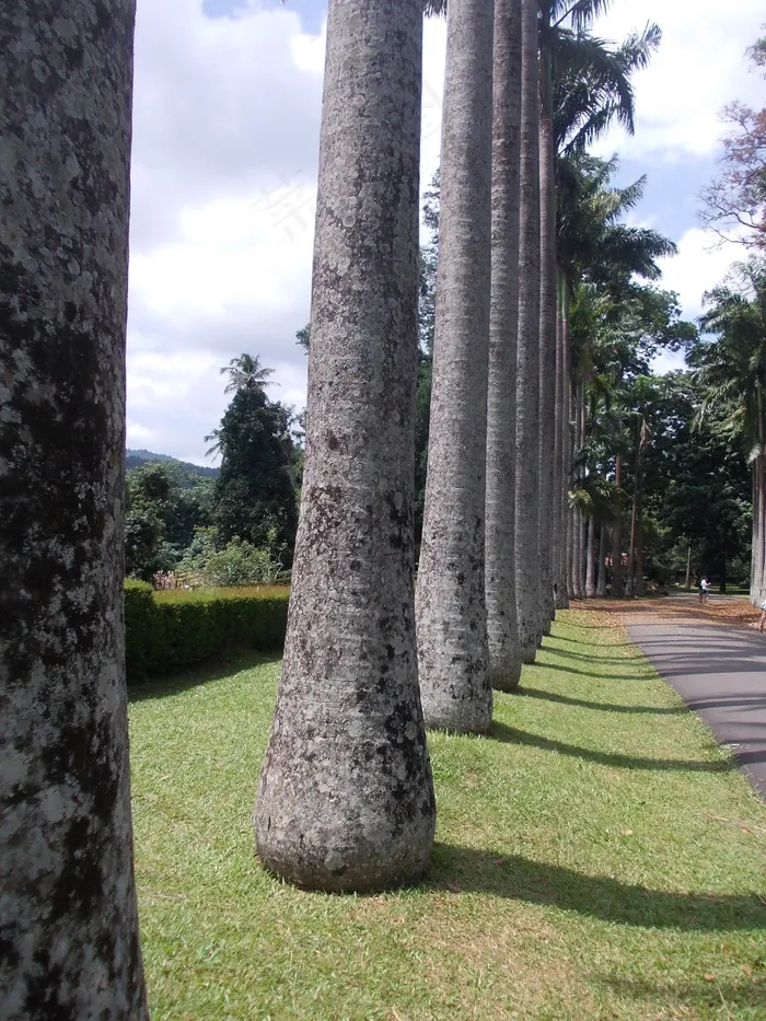 树木，花园，Peradeniya，斯里兰卡，自然，树