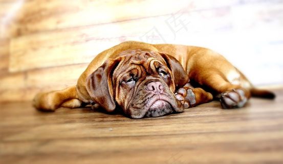 狗，Dogue De Bordeaux，ast犬，波尔多，勃艮第