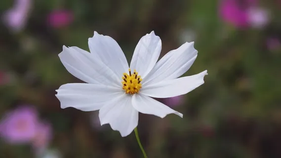 大自然,白色,鲜花,波斯菊 大自然,白色,鲜花,波斯菊