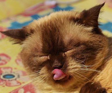 猫，英国短毛猫，戏剧，米氏，纯种，亲爱的