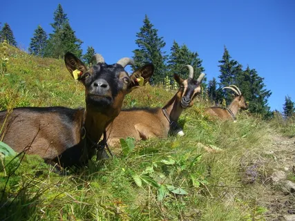 山羊，步道，天蓝色，费尔德伯格