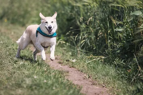 中亚牧羊犬,牛头梗,阿根廷杜高犬,哈士奇/西伯利亚雪橇犬,中华田园犬,在草丛中的路径上运行的狗的肖像