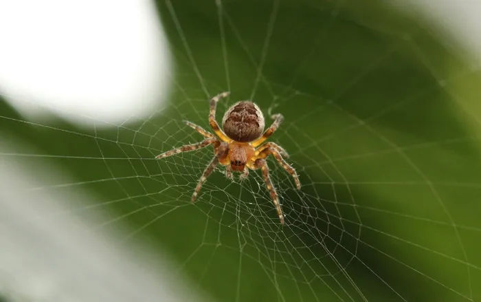 蜘蛛，Web，昆虫，自然，蜘蛛网，蜘蛛网