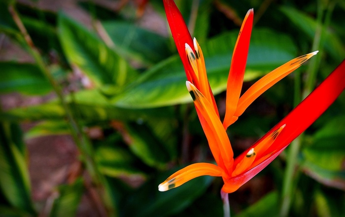 Heliconia Psittacorum，亚马逊，外来植物，植物