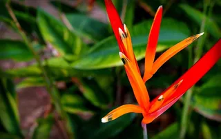 Heliconia Psittacorum，亚马逊，外来植物，植物