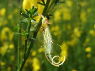 Cytisus Scoparius，普通扫帚，苏格兰扫帚