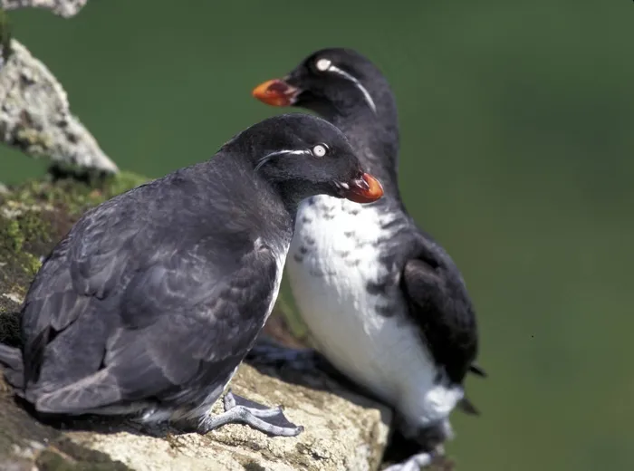 长尾小鹦鹉Auklets，鸟类，栖身，海鸟，野生动物