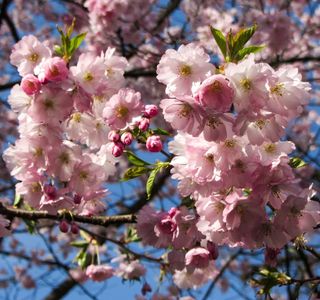 春天，Frühlingsanfang，春天觉醒，花