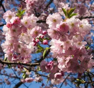 春天，Frühlingsanfang，春天觉醒，花