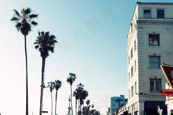 棕榈树，阳光，阳光，夏天，蓝色，天空