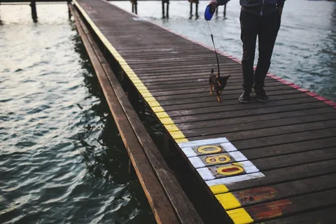 晚上,步行,散步,狗,动物,码头,水,湖泊风景 晚上,步行,散步,狗,动物,码头,水,湖泊风景