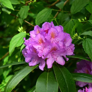 鲜花,杜鹃,布什,明亮,花园 鲜花,杜鹃,布什,明亮,花园