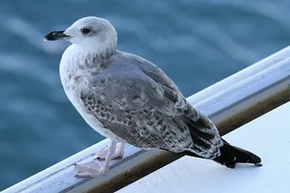 鸥，鸟，坐在，海鸥，湖泊风景，水，沧海，蓝色