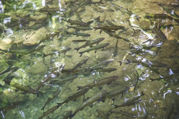 鱼，清除，湖，江，水，自然，水下