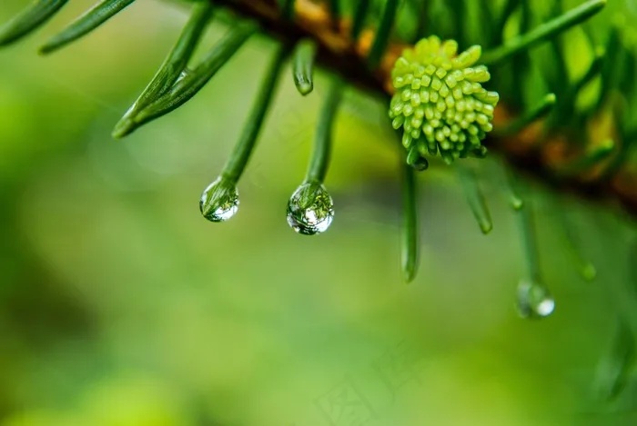 一滴，雨，一滴雨，雨后，宏