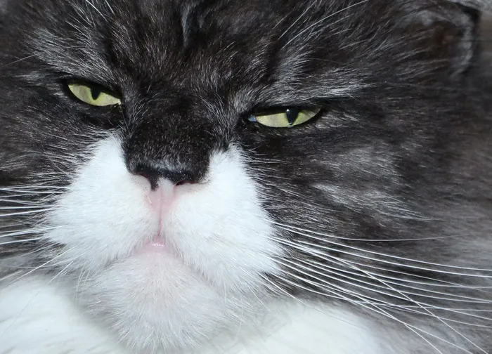 猫，猫的脸，动物，短毛猫，缅因州