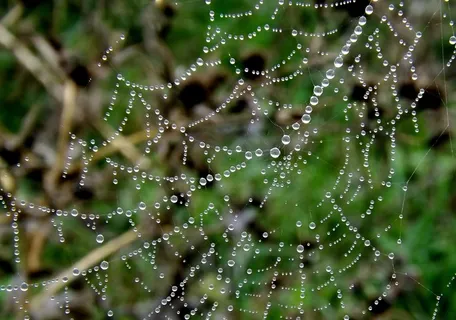 蜘蛛网，露水，放置，掉落，水滴，雨滴