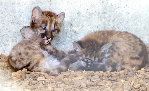 大自然，动物，捕食者，美洲狮，年轻