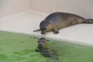 长袍，动物，水，哺乳动物，动物世界，北海