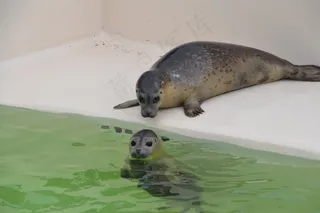 长袍，动物，水，哺乳动物，动物世界，北海