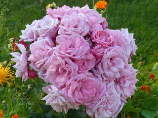 玫瑰，粉红色，夏天，花园，浪漫，绿色