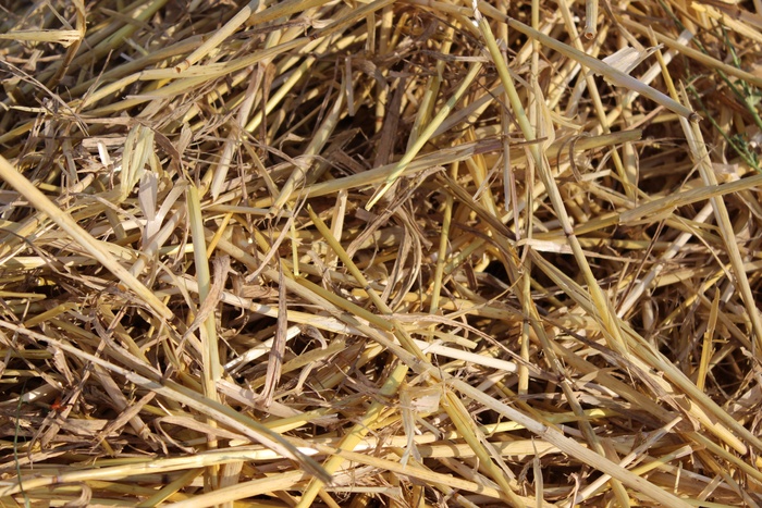 秸秆，田间，收获