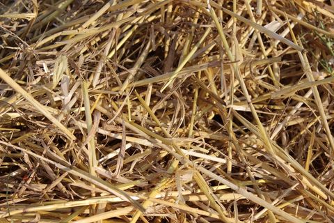 秸秆，田间，收获