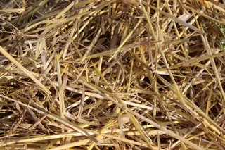 秸秆，田间，收获