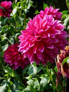 花，大丽花，性质，花园，粉红色，植物