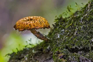 蘑菇，小，自然，孢子，帽匠