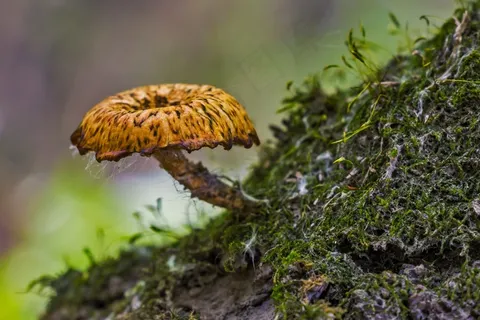蘑菇,小,自然,孢子,帽匠 蘑菇,小,自然,孢子,帽匠
