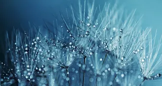 蒲公英，种子，花，性质，夏天，春天，植物