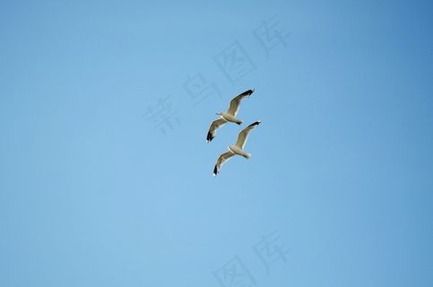 鸟飞，海鸥，动物，水禽，沧海，丹麦，Laesoe