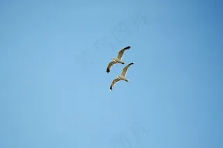 鸟飞，海鸥，动物，水禽，沧海，丹麦，Laesoe