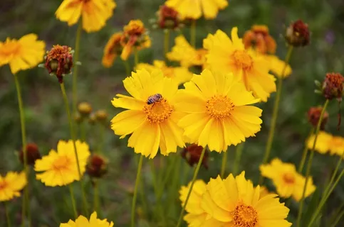 金鸡菊,鲜花,黄色,花园,昆虫,蜜蜂 金鸡菊,鲜花,黄色,花园,昆虫,蜜蜂