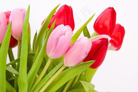 郁金香,花束,春天,性质,鲜花,schnittblume 郁金香,花束,春天,性质,鲜花,schnittblume