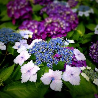 绣球花,鲜花,关闭,雨季 绣球花,鲜花,关闭,雨季